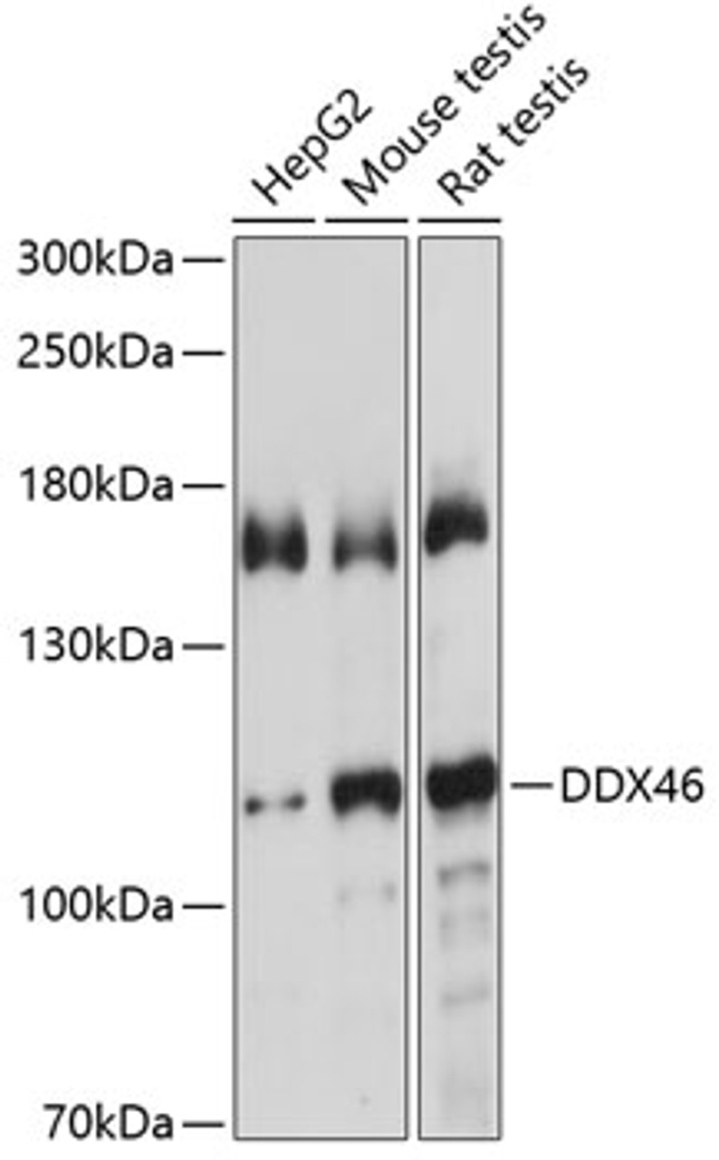 Western blot analysis of extracts of various cell lines, using DDX46 antibody (19-350) at 1:1000 dilution.<br/>Secondary antibody: HRP Goat Anti-Rabbit IgG (H+L) at 1:10000 dilution.<br/>Lysates/proteins: 25ug per lane.<br/>Blocking buffer: 3% nonfat dry milk in TBST.<br/>Detection: ECL Basic Kit.<br/>Exposure time: 10s.