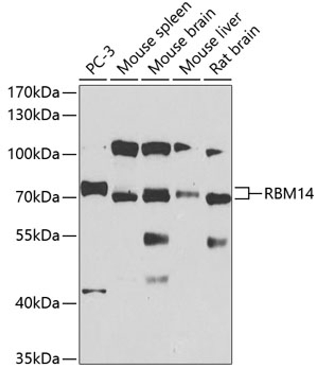 Western blot analysis of extracts of various cell lines, using RBM14 antibody (19-363) at 1:1000 dilution.<br/>Secondary antibody: HRP Goat Anti-Rabbit IgG (H+L) at 1:10000 dilution.<br/>Lysates/proteins: 25ug per lane.<br/>Blocking buffer: 3% nonfat dry milk in TBST.<br/>Detection: ECL Basic Kit.<br/>Exposure time: 60s.