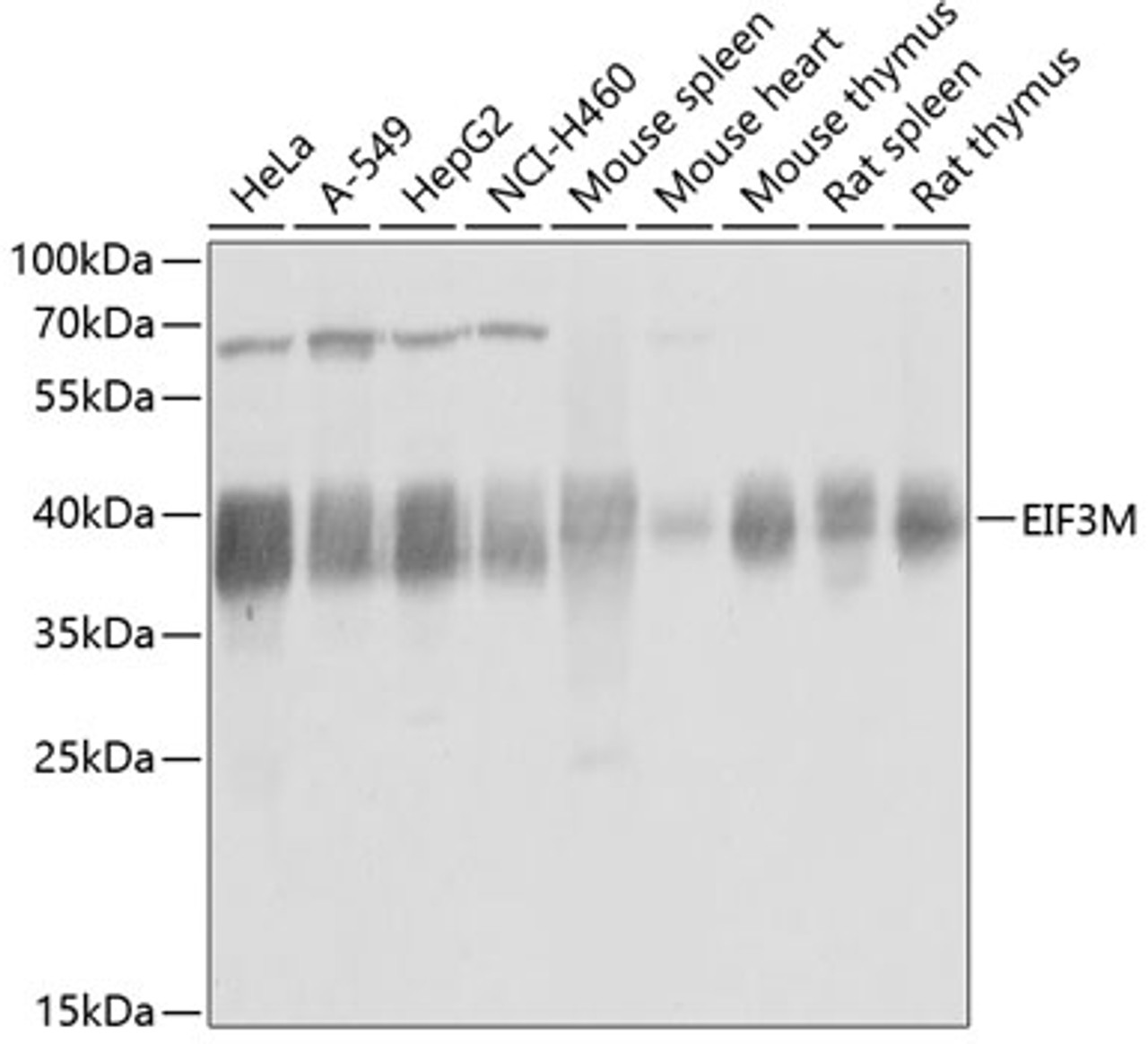 Western blot analysis of extracts of various cell lines, using EIF3M antibody (19-365) at 1:1000 dilution.<br/>Secondary antibody: HRP Goat Anti-Rabbit IgG (H+L) at 1:10000 dilution.<br/>Lysates/proteins: 25ug per lane.<br/>Blocking buffer: 3% nonfat dry milk in TBST.<br/>Detection: ECL Basic Kit.<br/>Exposure time: 1s.