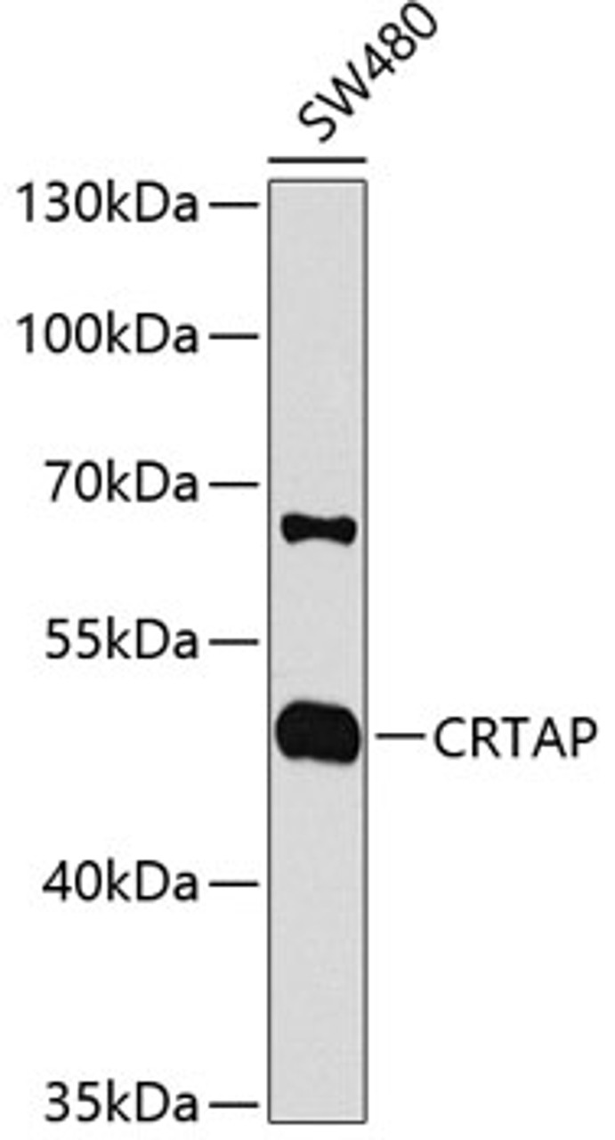 Western blot analysis of extracts of SW480 cells, using CRTAP antibody (19-366) at 1:1000 dilution.<br/>Secondary antibody: HRP Goat Anti-Rabbit IgG (H+L) at 1:10000 dilution.<br/>Lysates/proteins: 25ug per lane.<br/>Blocking buffer: 3% nonfat dry milk in TBST.<br/>Detection: ECL Enhanced Kit.<br/>Exposure time: 90s.