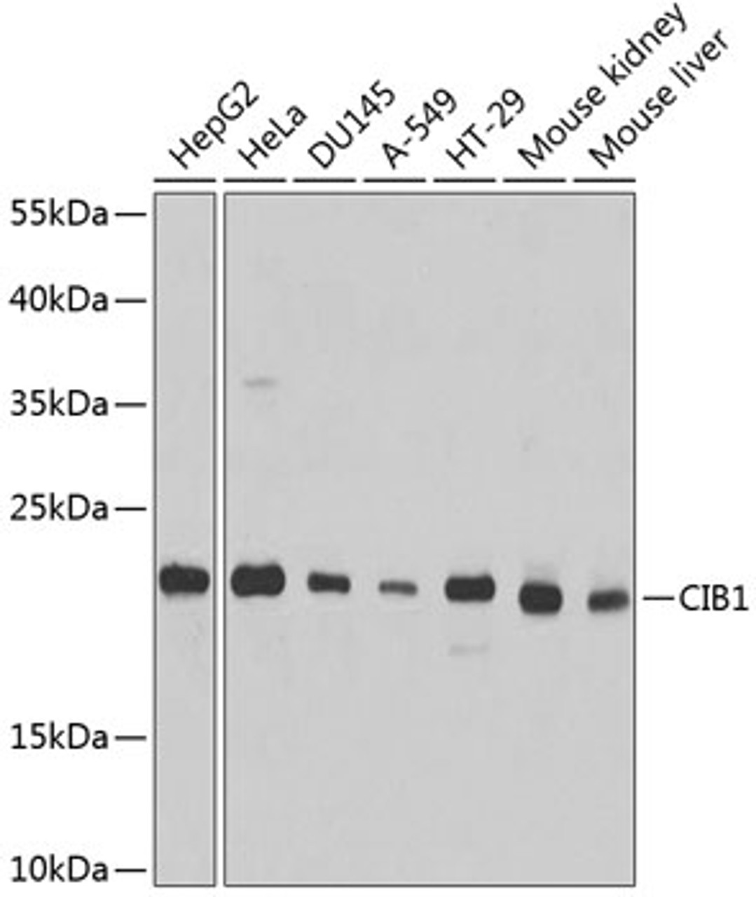 Western blot analysis of extracts of various cell lines, using CIB1 antibody (19-368) at 1:1000 dilution.<br/>Secondary antibody: HRP Goat Anti-Rabbit IgG (H+L) at 1:10000 dilution.<br/>Lysates/proteins: 25ug per lane.<br/>Blocking buffer: 3% nonfat dry milk in TBST.<br/>Detection: ECL Basic Kit.<br/>Exposure time: 30s.