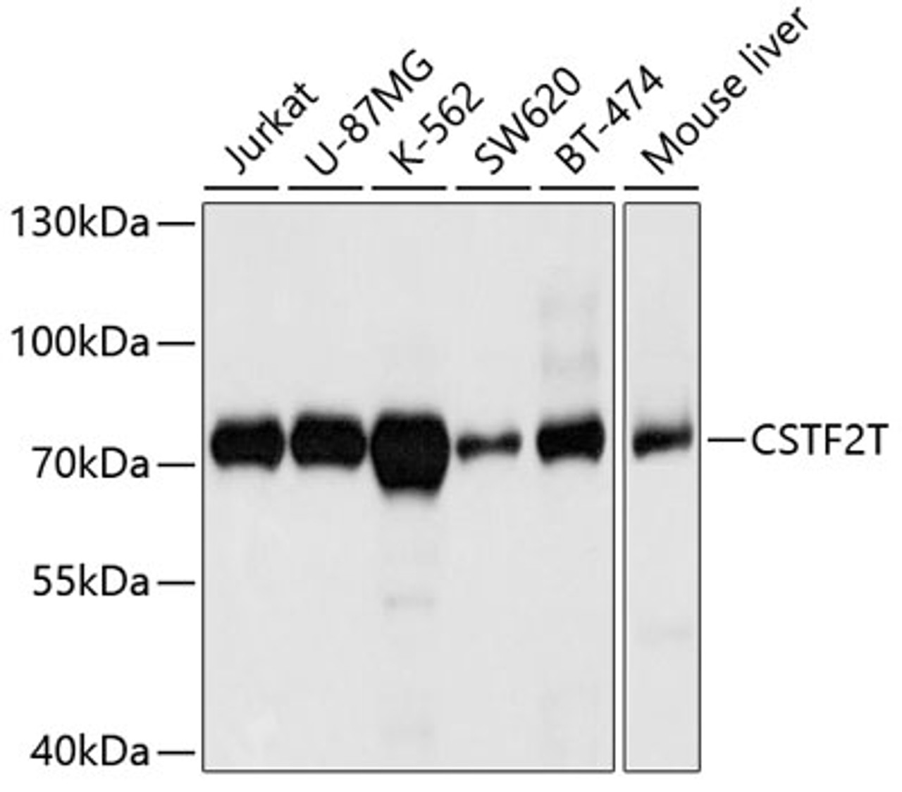 Western blot analysis of extracts of various cell lines, using CSTF2T antibody (19-409) at 1:1000 dilution.<br/>Secondary antibody: HRP Goat Anti-Rabbit IgG (H+L) at 1:10000 dilution.<br/>Lysates/proteins: 25ug per lane.<br/>Blocking buffer: 3% nonfat dry milk in TBST.<br/>Detection: ECL Basic Kit.<br/>Exposure time: 15s.