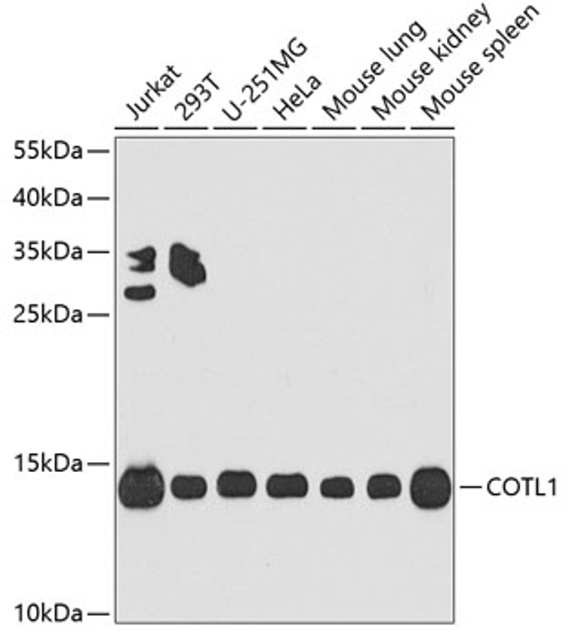 Western blot analysis of extracts of various cell lines, using COTL1 antibody (19-411) at 1:1000 dilution.<br/>Secondary antibody: HRP Goat Anti-Rabbit IgG (H+L) at 1:10000 dilution.<br/>Lysates/proteins: 25ug per lane.<br/>Blocking buffer: 3% nonfat dry milk in TBST.<br/>Detection: ECL Basic Kit.<br/>Exposure time: 90s.