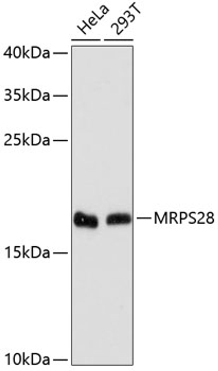 Western blot analysis of extracts of various cell lines, using MRPS28 antibody (19-437) at 1:3000 dilution.<br/>Secondary antibody: HRP Goat Anti-Rabbit IgG (H+L) at 1:10000 dilution.<br/>Lysates/proteins: 25ug per lane.<br/>Blocking buffer: 3% nonfat dry milk in TBST.<br/>Detection: ECL Enhanced Kit.<br/>Exposure time: 90s.