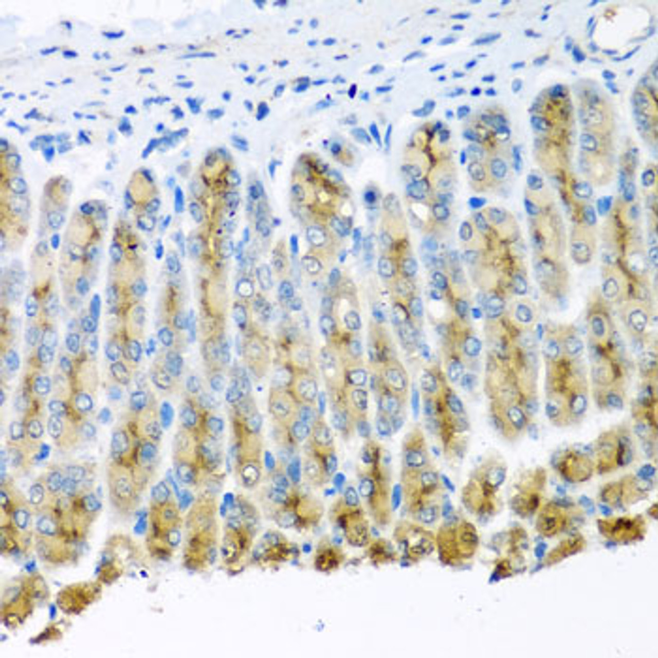 Immunohistochemistry of paraffin-embedded mouse stomach using UQCR10 antibody (19-442) at dilution of 1:100 (40x lens) .