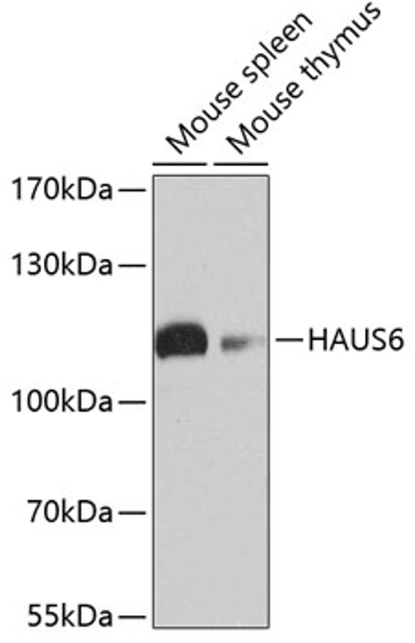 Western blot analysis of extracts of various cell lines, using HAUS6 antibody (19-471) at 1:1000 dilution.<br/>Secondary antibody: HRP Goat Anti-Rabbit IgG (H+L) at 1:10000 dilution.<br/>Lysates/proteins: 25ug per lane.<br/>Blocking buffer: 3% nonfat dry milk in TBST.<br/>Detection: ECL Basic Kit.<br/>Exposure time: 10s.