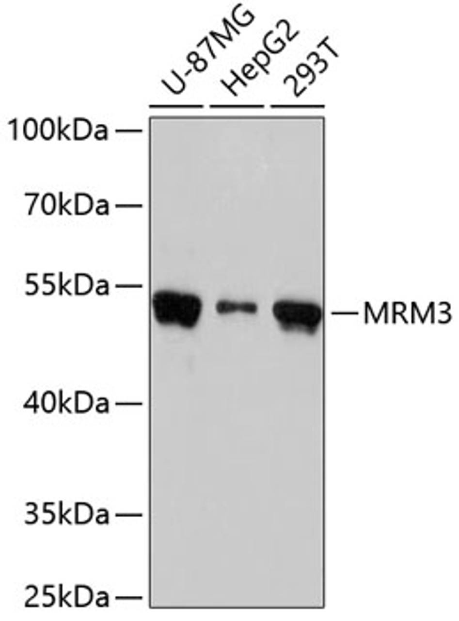 Western blot analysis of extracts of various cell lines, using MRM3 antibody (19-478) at 1:3000 dilution.<br/>Secondary antibody: HRP Goat Anti-Rabbit IgG (H+L) at 1:10000 dilution.<br/>Lysates/proteins: 25ug per lane.<br/>Blocking buffer: 3% nonfat dry milk in TBST.<br/>Detection: ECL Basic Kit.<br/>Exposure time: 30s.