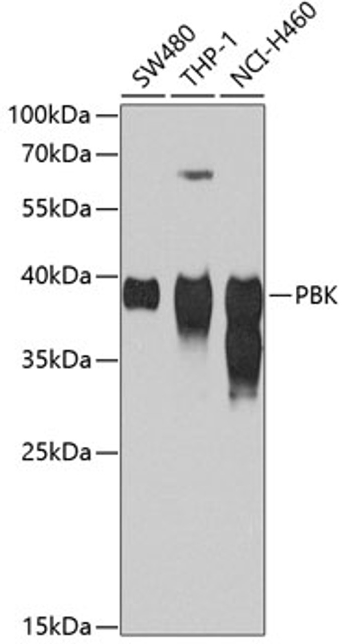 Western blot analysis of extracts of various cell lines, using PBK antibody (19-487) at 1:1000 dilution.<br/>Secondary antibody: HRP Goat Anti-Rabbit IgG (H+L) at 1:10000 dilution.<br/>Lysates/proteins: 25ug per lane.<br/>Blocking buffer: 3% nonfat dry milk in TBST.<br/>Detection: ECL Basic Kit.<br/>Exposure time: 90s.