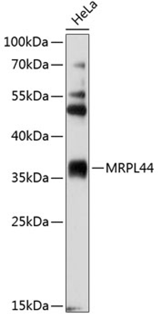 Western blot analysis of extracts of HeLa cells, using MRPL44 antibody (19-506) at 1:2000 dilution.<br/>Secondary antibody: HRP Goat Anti-Rabbit IgG (H+L) at 1:10000 dilution.<br/>Lysates/proteins: 25ug per lane.<br/>Blocking buffer: 3% nonfat dry milk in TBST.<br/>Detection: ECL Basic Kit.<br/>Exposure time: 15s.