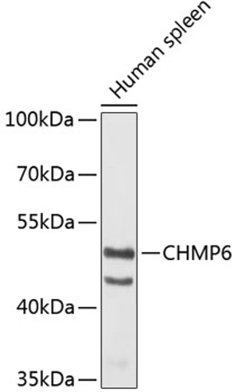 Western blot analysis of extracts of human spleen, using CHMP6 antibody (19-512) .<br/>Secondary antibody: HRP Goat Anti-Rabbit IgG (H+L) at 1:10000 dilution.<br/>Lysates/proteins: 25ug per lane.<br/>Blocking buffer: 3% nonfat dry milk in TBST.