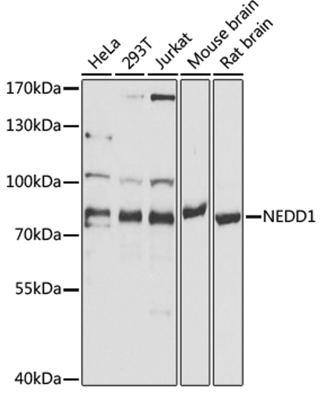 Western blot analysis of extracts of various cell lines, using NEDD1 antibody (19-536) at 1:1000 dilution.<br/>Secondary antibody: HRP Goat Anti-Rabbit IgG (H+L) at 1:10000 dilution.<br/>Lysates/proteins: 25ug per lane.<br/>Blocking buffer: 3% nonfat dry milk in TBST.<br/>Detection: ECL Basic Kit.<br/>Exposure time: 30s.