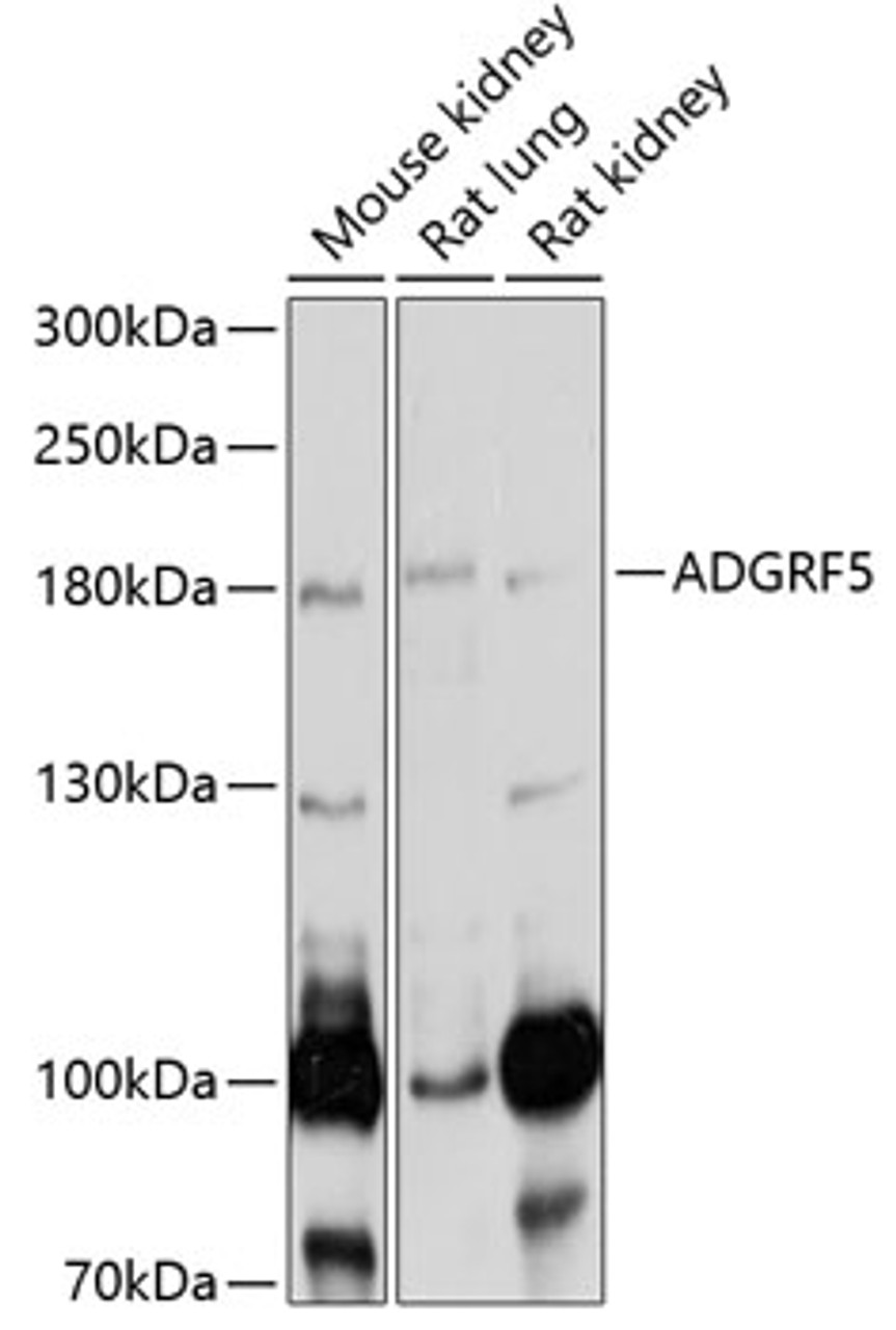 Western blot analysis of extracts of various cell lines, using ADGRF5 antibody (19-543) at 1:1000 dilution.<br/>Secondary antibody: HRP Goat Anti-Rabbit IgG (H+L) at 1:10000 dilution.<br/>Lysates/proteins: 25ug per lane.<br/>Blocking buffer: 3% nonfat dry milk in TBST.<br/>Detection: ECL Basic Kit.<br/>Exposure time: 5s.