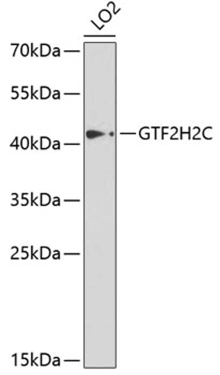 Western blot analysis of extracts of LO2 cells, using GTF2H2C antibody (19-548) at 1:1000 dilution.<br/>Secondary antibody: HRP Goat Anti-Rabbit IgG (H+L) at 1:10000 dilution.<br/>Lysates/proteins: 25ug per lane.<br/>Blocking buffer: 3% nonfat dry milk in TBST.<br/>Detection: ECL Enhanced Kit.<br/>Exposure time: 5s.