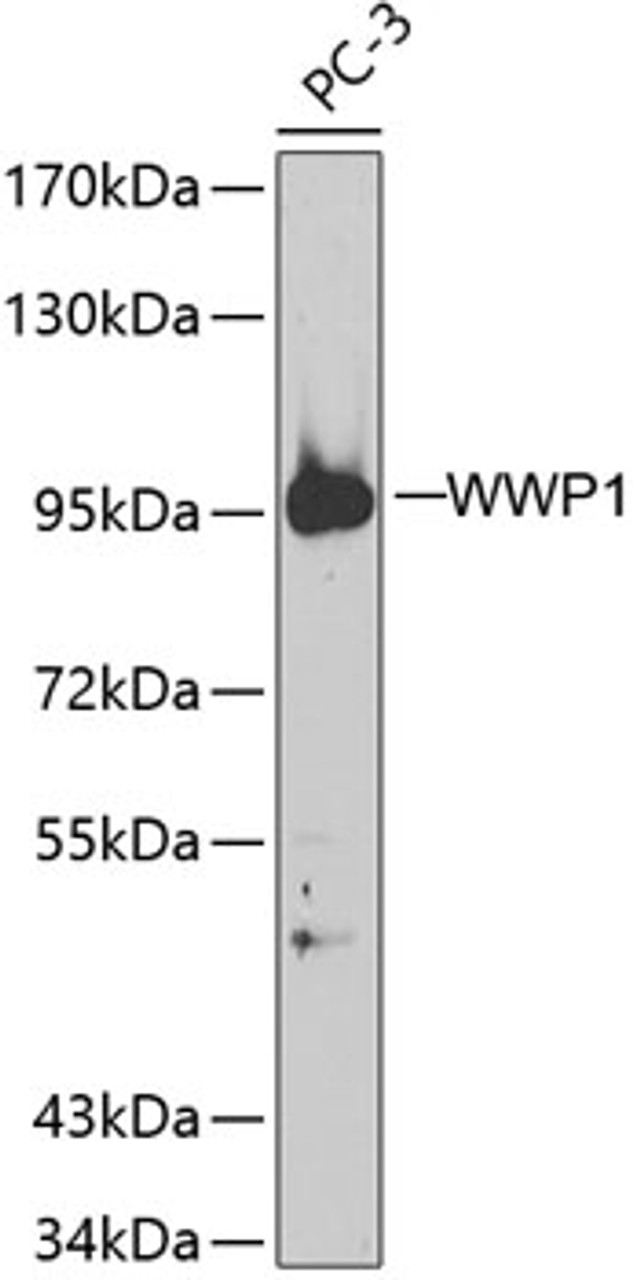 Western blot analysis of extracts of PC-3 cells, using WWP1 antibody (19-555) .<br/>Secondary antibody: HRP Goat Anti-Rabbit IgG (H+L) at 1:10000 dilution.<br/>Lysates/proteins: 25ug per lane.<br/>Blocking buffer: 3% nonfat dry milk in TBST.