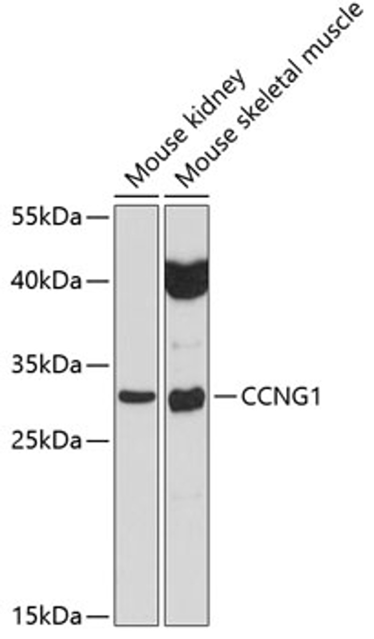 Western blot analysis of extracts of various cell lines, using CCNG1 antibody (19-565) at 1:1000 dilution.<br/>Secondary antibody: HRP Goat Anti-Rabbit IgG (H+L) at 1:10000 dilution.<br/>Lysates/proteins: 25ug per lane.<br/>Blocking buffer: 3% nonfat dry milk in TBST.<br/>Detection: ECL Basic Kit.<br/>Exposure time: 60s.