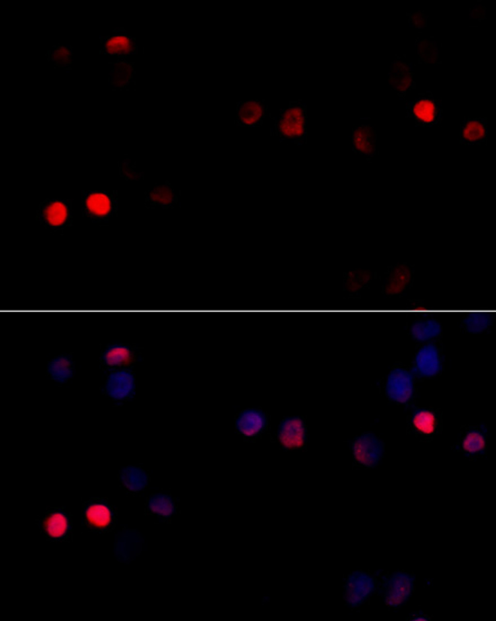 Immunofluorescence analysis of 293T cells using CCNG1 antibody (19-565) at dilution of 1:100 (40x lens) . Blue: DAPI for nuclear staining.