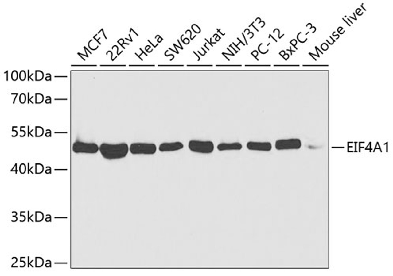 Western blot analysis of extracts of various cell lines, using EIF4A1 antibody (19-567) at 1:1000 dilution.<br/>Secondary antibody: HRP Goat Anti-Rabbit IgG (H+L) at 1:10000 dilution.<br/>Lysates/proteins: 25ug per lane.<br/>Blocking buffer: 3% nonfat dry milk in TBST.<br/>Detection: ECL Basic Kit.<br/>Exposure time: 30s.