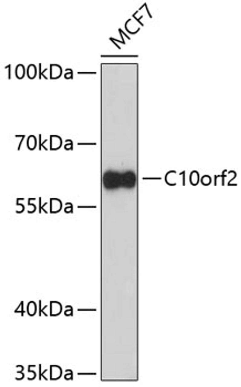 Western blot analysis of extracts of MCF-7 cells, using C10orf2 Antibody (19-572) at 1:1000 dilution.<br/>Secondary antibody: HRP Goat Anti-Rabbit IgG (H+L) at 1:10000 dilution.<br/>Lysates/proteins: 25ug per lane.<br/>Blocking buffer: 3% nonfat dry milk in TBST.<br/>Detection: ECL Enhanced Kit.<br/>Exposure time: 90s.