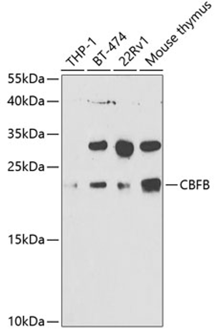 Western blot analysis of extracts of various cell lines, using CBFB antibody (19-574) at 1:1000 dilution._Secondary antibody: HRP Goat Anti-Rabbit IgG (H+L) at 1:10000 dilution._Lysates/proteins: 25ug per lane._Blocking buffer: 3% nonfat dry milk in TBST._Detection: ECL Enhanced Kit._Exposure time: 90s.