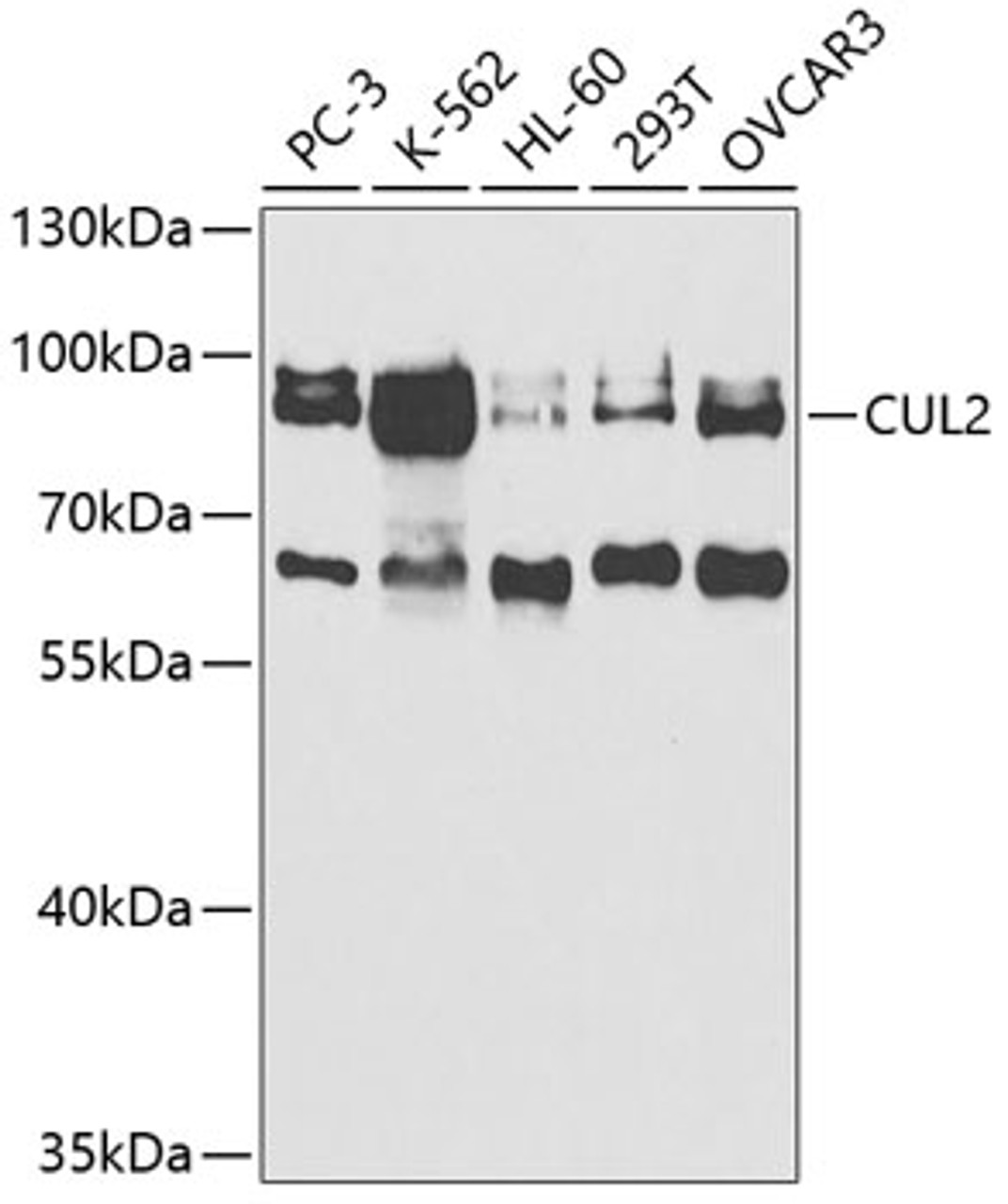 Western blot analysis of extracts of various cell lines, using CUL2 antibody (19-576) at 1:1000 dilution.<br/>Secondary antibody: HRP Goat Anti-Rabbit IgG (H+L) at 1:10000 dilution.<br/>Lysates/proteins: 25ug per lane.<br/>Blocking buffer: 3% nonfat dry milk in TBST.<br/>Detection: ECL Basic Kit.<br/>Exposure time: 90s.