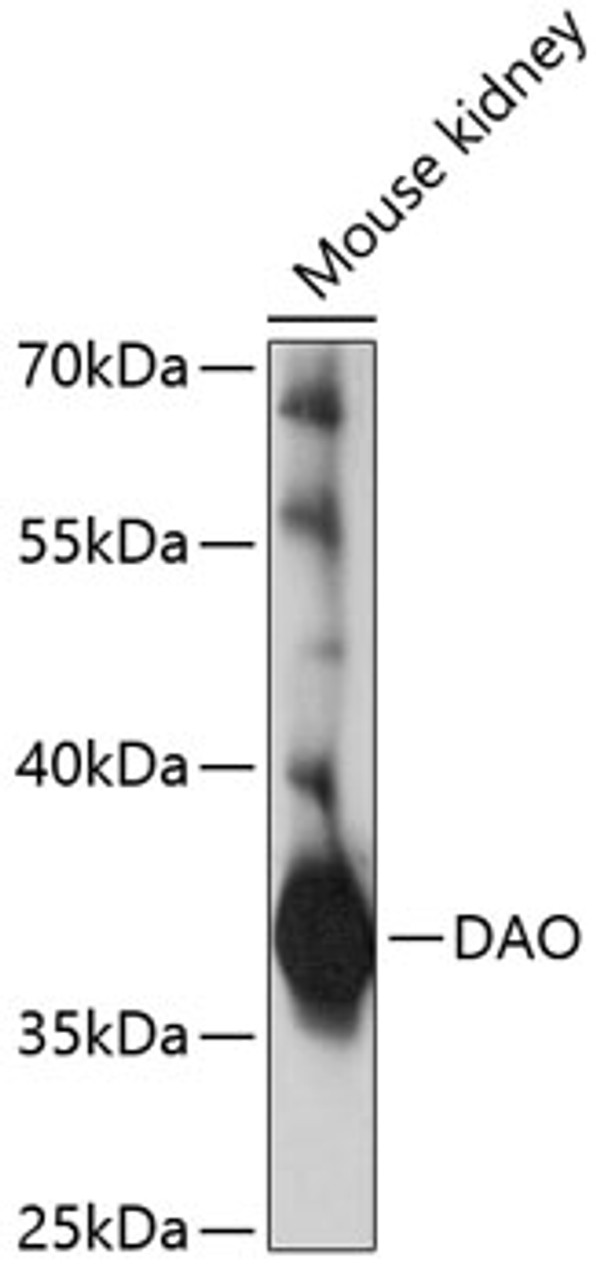 Western blot analysis of extracts of mouse kidney, using DAO antibody (19-577) at 1:1000 dilution.<br/>Secondary antibody: HRP Goat Anti-Rabbit IgG (H+L) at 1:10000 dilution.<br/>Lysates/proteins: 25ug per lane.<br/>Blocking buffer: 3% nonfat dry milk in TBST.<br/>Detection: ECL Basic Kit.<br/>Exposure time: 60s.