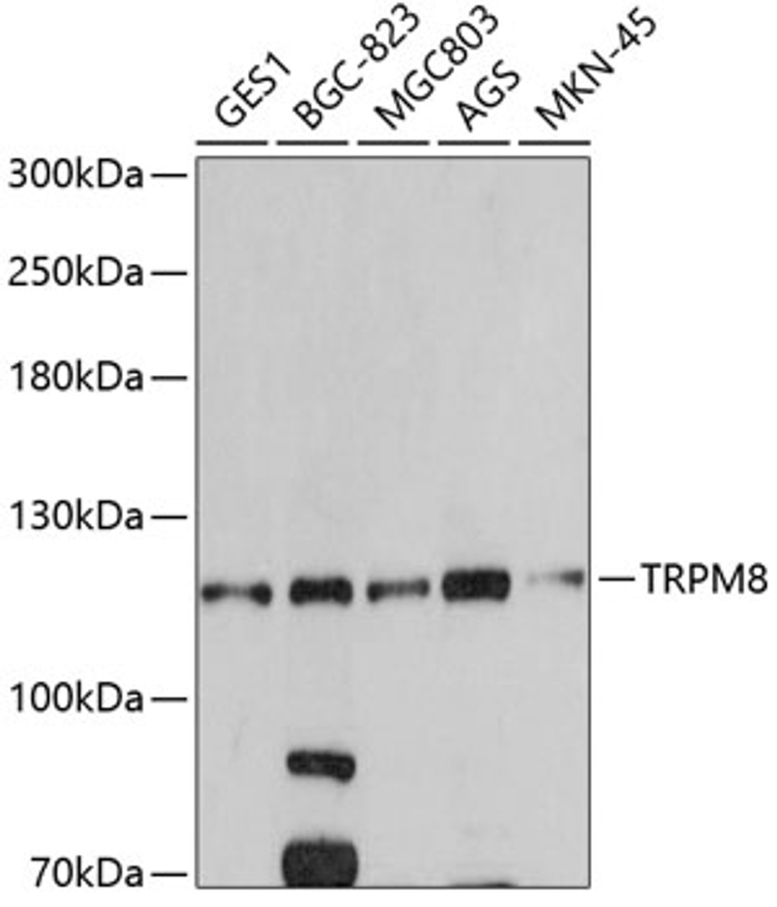 Western blot analysis of extracts of various cell lines, using TRPM8 antibody (19-595) at 1:500 dilution.<br/>Secondary antibody: HRP Goat Anti-Rabbit IgG (H+L) at 1:10000 dilution.<br/>Lysates/proteins: 25ug per lane.<br/>Blocking buffer: 3% nonfat dry milk in TBST.<br/>Detection: ECL Basic Kit.<br/>Exposure time: 60s.