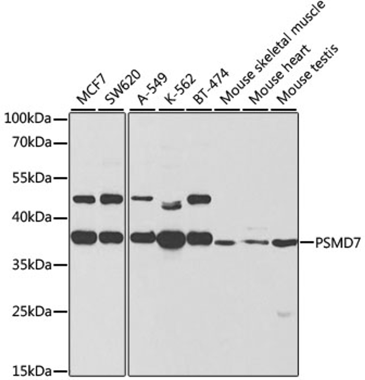 Western blot analysis of extracts of various cell lines, using PSMD7 antibody (19-610) at 1:1000 dilution.<br/>Secondary antibody: HRP Goat Anti-Rabbit IgG (H+L) at 1:10000 dilution.<br/>Lysates/proteins: 25ug per lane.<br/>Blocking buffer: 3% nonfat dry milk in TBST.<br/>Detection: ECL Basic Kit.<br/>Exposure time: 60s.