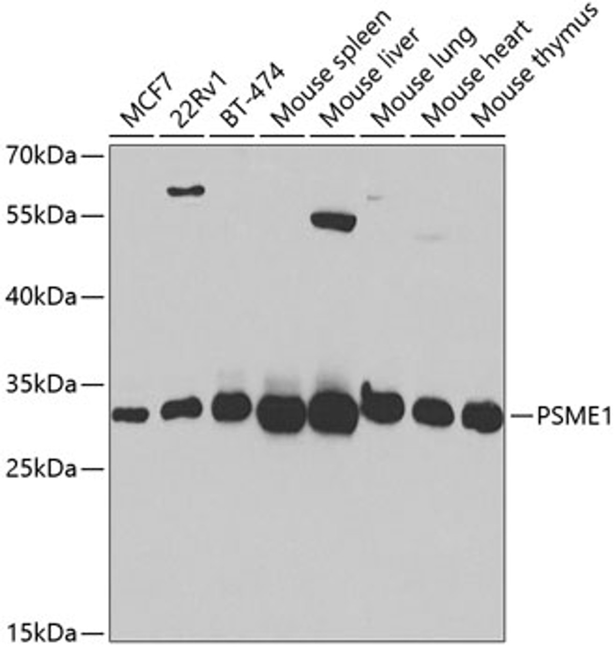 Western blot analysis of extracts of various cell lines, using PSME1 antibody (19-612) at 1:1000 dilution._Secondary antibody: HRP Goat Anti-Rabbit IgG (H+L) at 1:10000 dilution._Lysates/proteins: 25ug per lane._Blocking buffer: 3% nonfat dry milk in TBST._Detection: ECL Enhanced Kit._Exposure time: 30s.