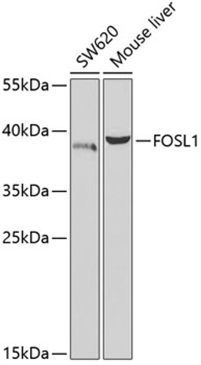 Western blot analysis of extracts of various cell lines, using FOSL1 antibody (19-622) at 1:1000 dilution.<br/>Secondary antibody: HRP Goat Anti-Rabbit IgG (H+L) at 1:10000 dilution.<br/>Lysates/proteins: 25ug per lane.<br/>Blocking buffer: 3% nonfat dry milk in TBST.