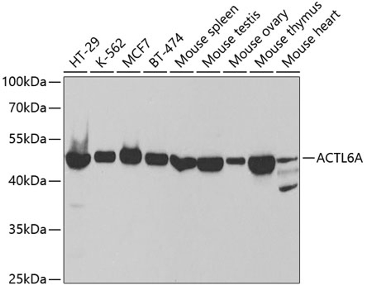 Western blot analysis of extracts of various cell lines, using ACTL6A antibody (19-632) at 1:1000 dilution._Secondary antibody: HRP Goat Anti-Rabbit IgG (H+L) at 1:10000 dilution._Lysates/proteins: 25ug per lane._Blocking buffer: 3% nonfat dry milk in TBST._Detection: ECL Basic Kit._Exposure time: 30s.