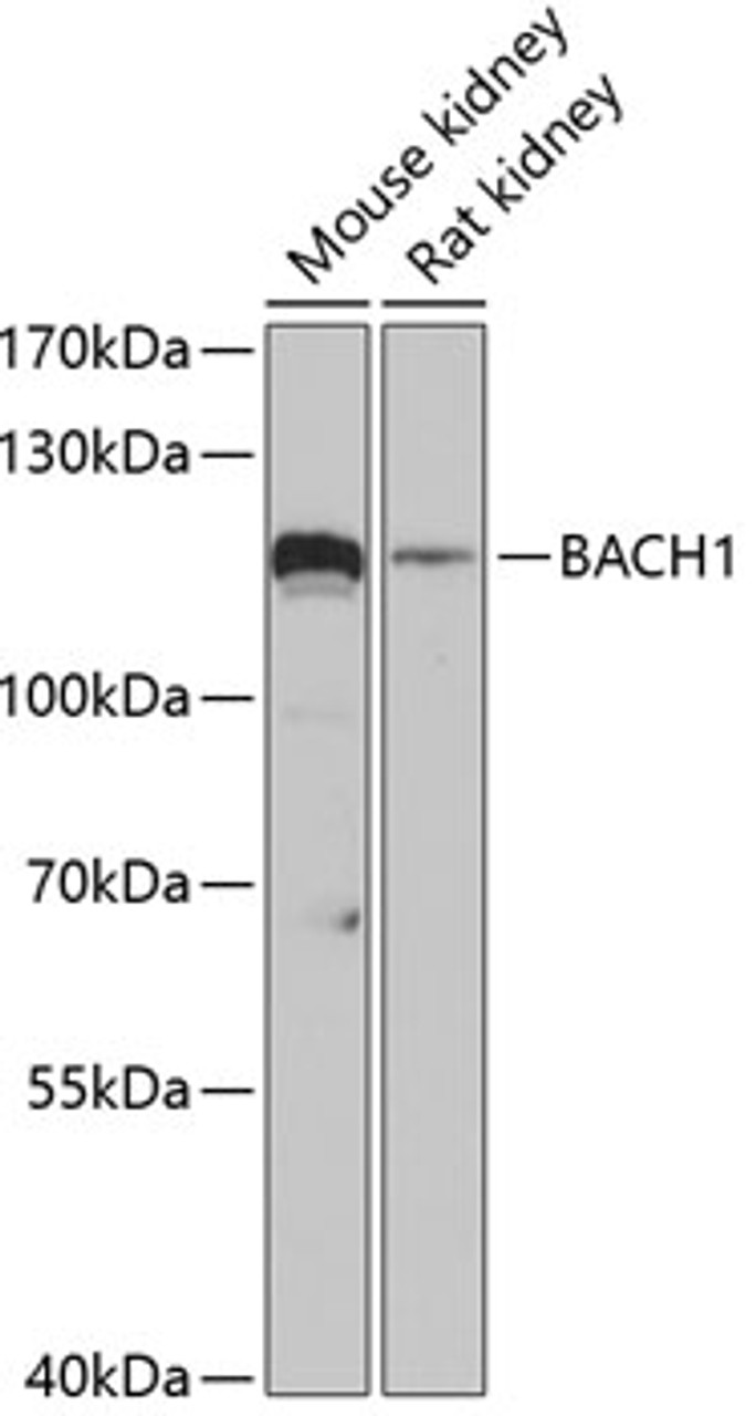 Western blot analysis of extracts of various cell lines, using BACH1 antibody (19-636) at 1:3000 dilution.<br/>Secondary antibody: HRP Goat Anti-Rabbit IgG (H+L) at 1:10000 dilution.<br/>Lysates/proteins: 25ug per lane.<br/>Blocking buffer: 3% nonfat dry milk in TBST.<br/>Detection: ECL Basic Kit.<br/>Exposure time: 90s.