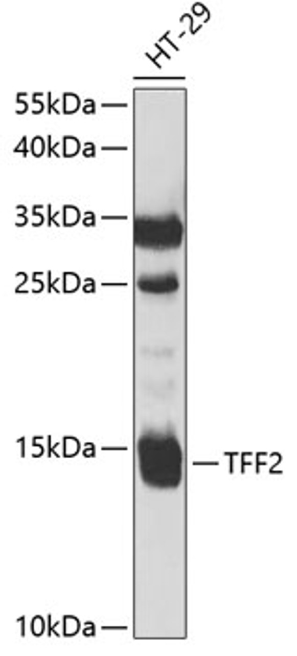 Western blot analysis of extracts of HT-29 cells, using TFF2 antibody (19-653) at 1:1000 dilution.<br/>Secondary antibody: HRP Goat Anti-Rabbit IgG (H+L) at 1:10000 dilution.<br/>Lysates/proteins: 25ug per lane.<br/>Blocking buffer: 3% nonfat dry milk in TBST.<br/>Detection: ECL Enhanced Kit.<br/>Exposure time: 60s.