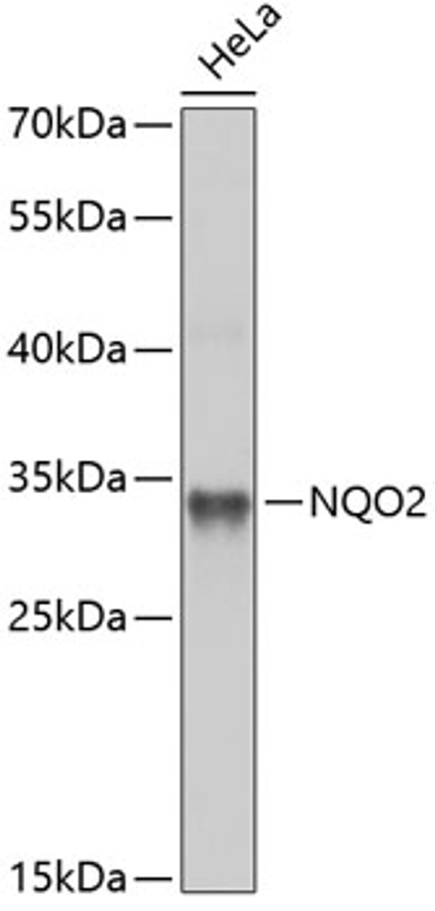 Western blot analysis of extracts of HeLa cells, using NQO2 antibody (19-663) at 1:1000 dilution._Secondary antibody: HRP Goat Anti-Rabbit IgG (H+L) at 1:10000 dilution._Lysates/proteins: 25ug per lane._Blocking buffer: 3% nonfat dry milk in TBST._Detection: ECL Enhanced Kit._Exposure time: 90s.