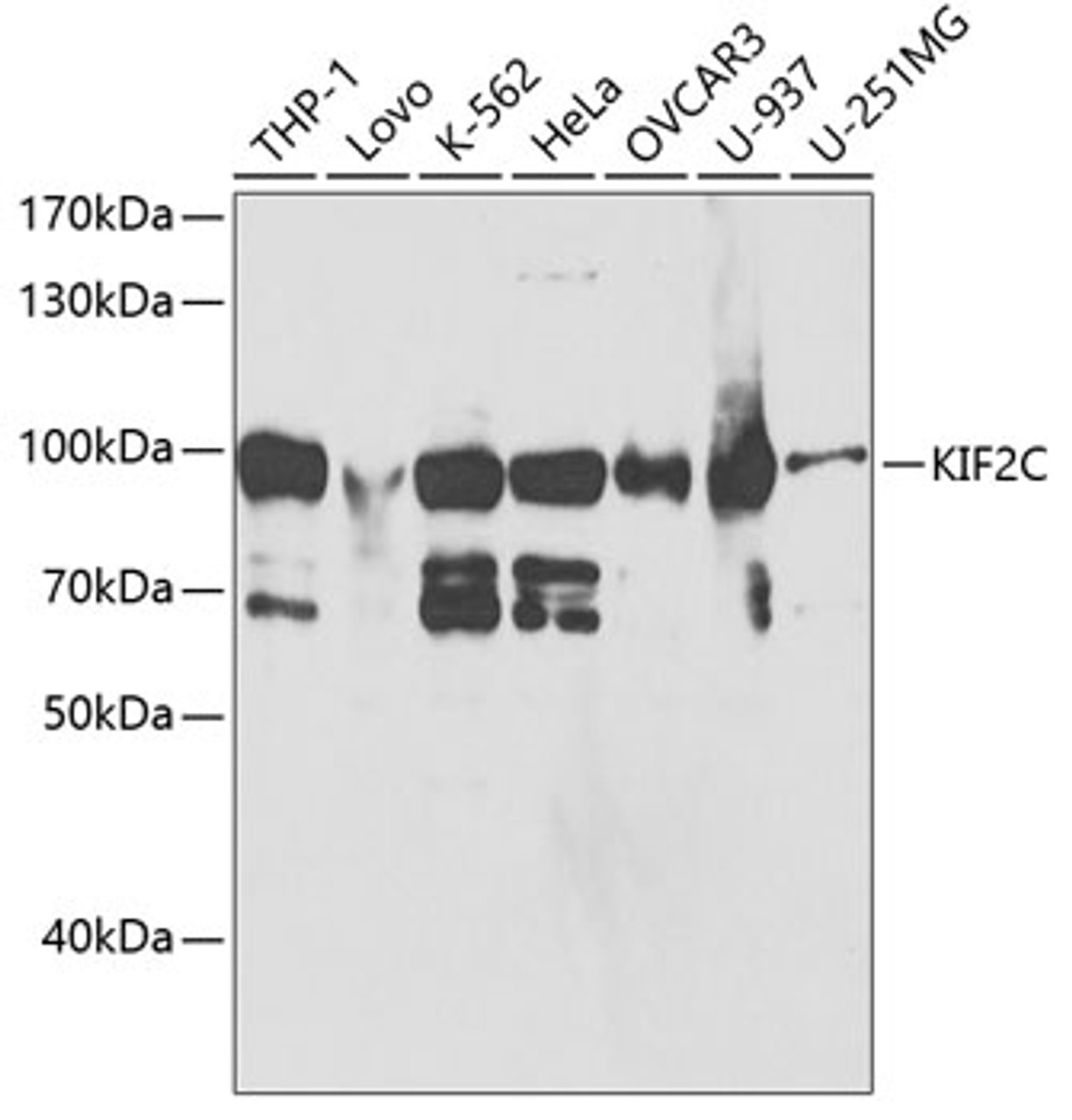 Western blot analysis of extracts of various cell lines, using KIF2C antibody (19-670) at 1:1000 dilution.<br/>Secondary antibody: HRP Goat Anti-Rabbit IgG (H+L) at 1:10000 dilution.<br/>Lysates/proteins: 25ug per lane.<br/>Blocking buffer: 3% nonfat dry milk in TBST.