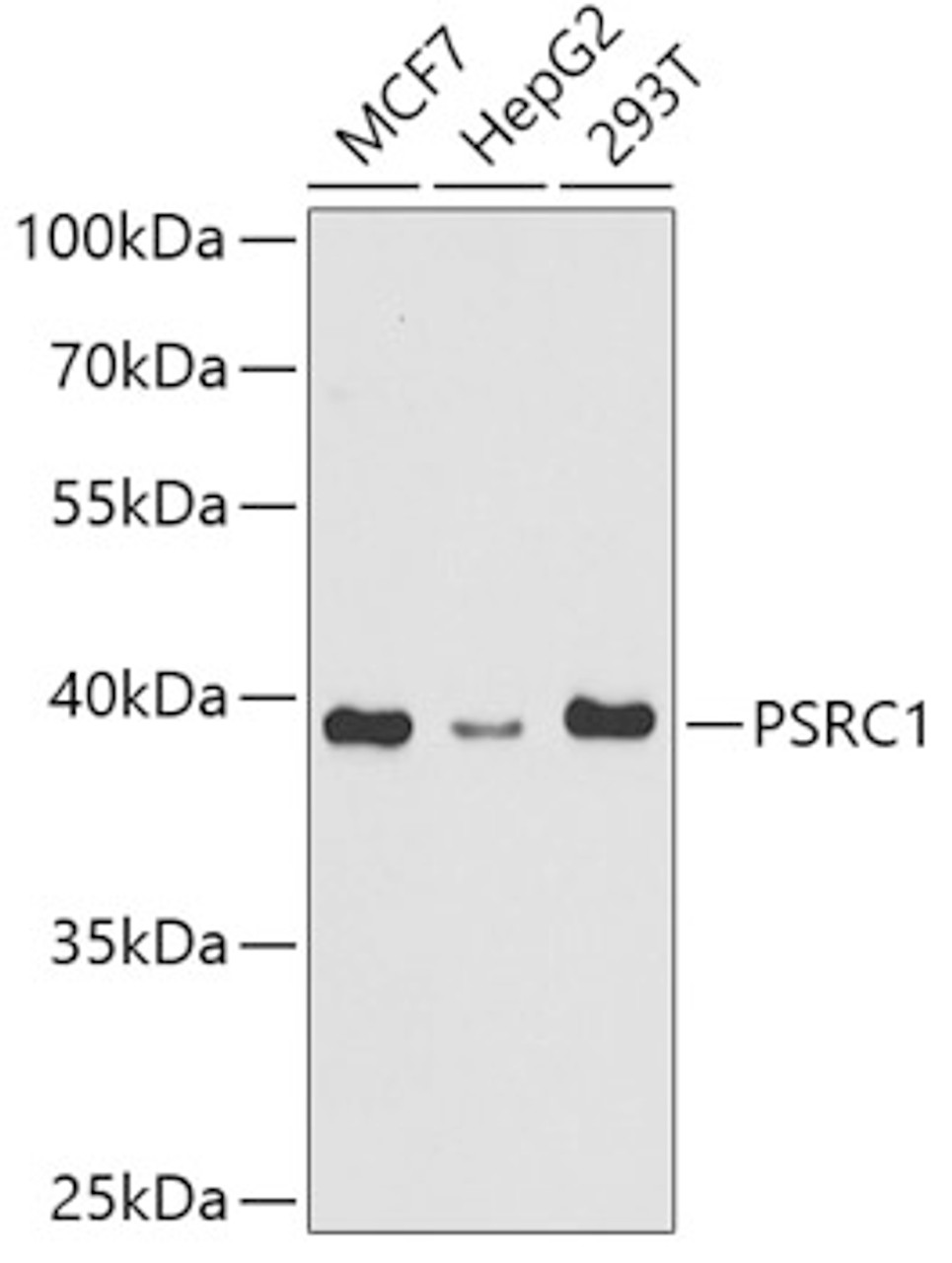Western blot analysis of extracts of various cell lines, using PSRC1 antibody (19-693) at 1:1000 dilution.<br/>Secondary antibody: HRP Goat Anti-Rabbit IgG (H+L) at 1:10000 dilution.<br/>Lysates/proteins: 25ug per lane.<br/>Blocking buffer: 3% nonfat dry milk in TBST.<br/>Detection: ECL Basic Kit.<br/>Exposure time: 90s.