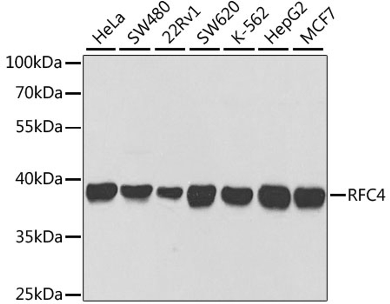 Western blot analysis of extracts of various cell lines, using RFC4 antibody (19-694) at 1:1000 dilution.<br/>Secondary antibody: HRP Goat Anti-Rabbit IgG (H+L) at 1:10000 dilution.<br/>Lysates/proteins: 25ug per lane.<br/>Blocking buffer: 3% nonfat dry milk in TBST.<br/>Detection: ECL Basic Kit.<br/>Exposure time: 10s.