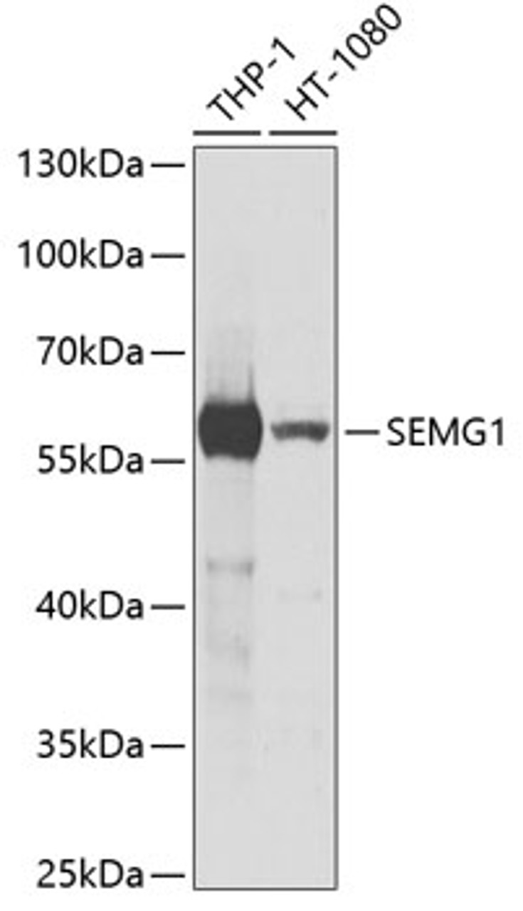 Western blot analysis of extracts of various cell lines, using SEMG1 antibody (19-696) at 1:1000 dilution.<br/>Secondary antibody: HRP Goat Anti-Rabbit IgG (H+L) at 1:10000 dilution.<br/>Lysates/proteins: 25ug per lane.<br/>Blocking buffer: 3% nonfat dry milk in TBST.<br/>Detection: ECL Basic Kit.<br/>Exposure time: 90s.