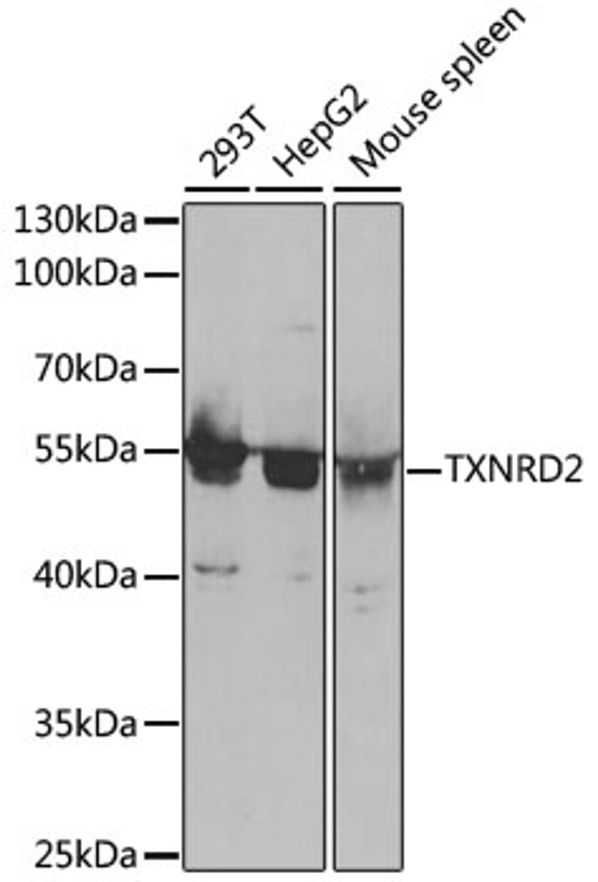 Western blot analysis of extracts of various cell lines, using TXNRD2 antibody (19-698) at 1:1000 dilution.<br/>Secondary antibody: HRP Goat Anti-Rabbit IgG (H+L) at 1:10000 dilution.<br/>Lysates/proteins: 25ug per lane.<br/>Blocking buffer: 3% nonfat dry milk in TBST.<br/>Detection: ECL Basic Kit.<br/>Exposure time: 90s.