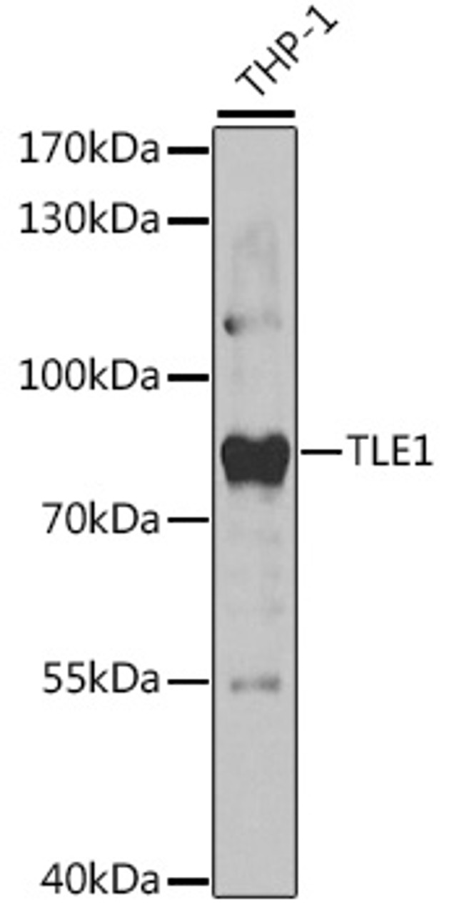 Western blot analysis of extracts of THP-1 cells, using TLE1 antibody (19-702) at 1:1000 dilution.<br/>Secondary antibody: HRP Goat Anti-Rabbit IgG (H+L) at 1:10000 dilution.<br/>Lysates/proteins: 25ug per lane.<br/>Blocking buffer: 3% nonfat dry milk in TBST.<br/>Detection: ECL Basic Kit.<br/>Exposure time: 30s.