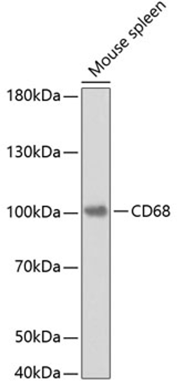 Western blot analysis of extracts of mouse spleen, using CD68 antibody (19-707) .<br/>Secondary antibody: HRP Goat Anti-Rabbit IgG (H+L) at 1:10000 dilution.<br/>Lysates/proteins: 25ug per lane.<br/>Blocking buffer: 3% nonfat dry milk in TBST.