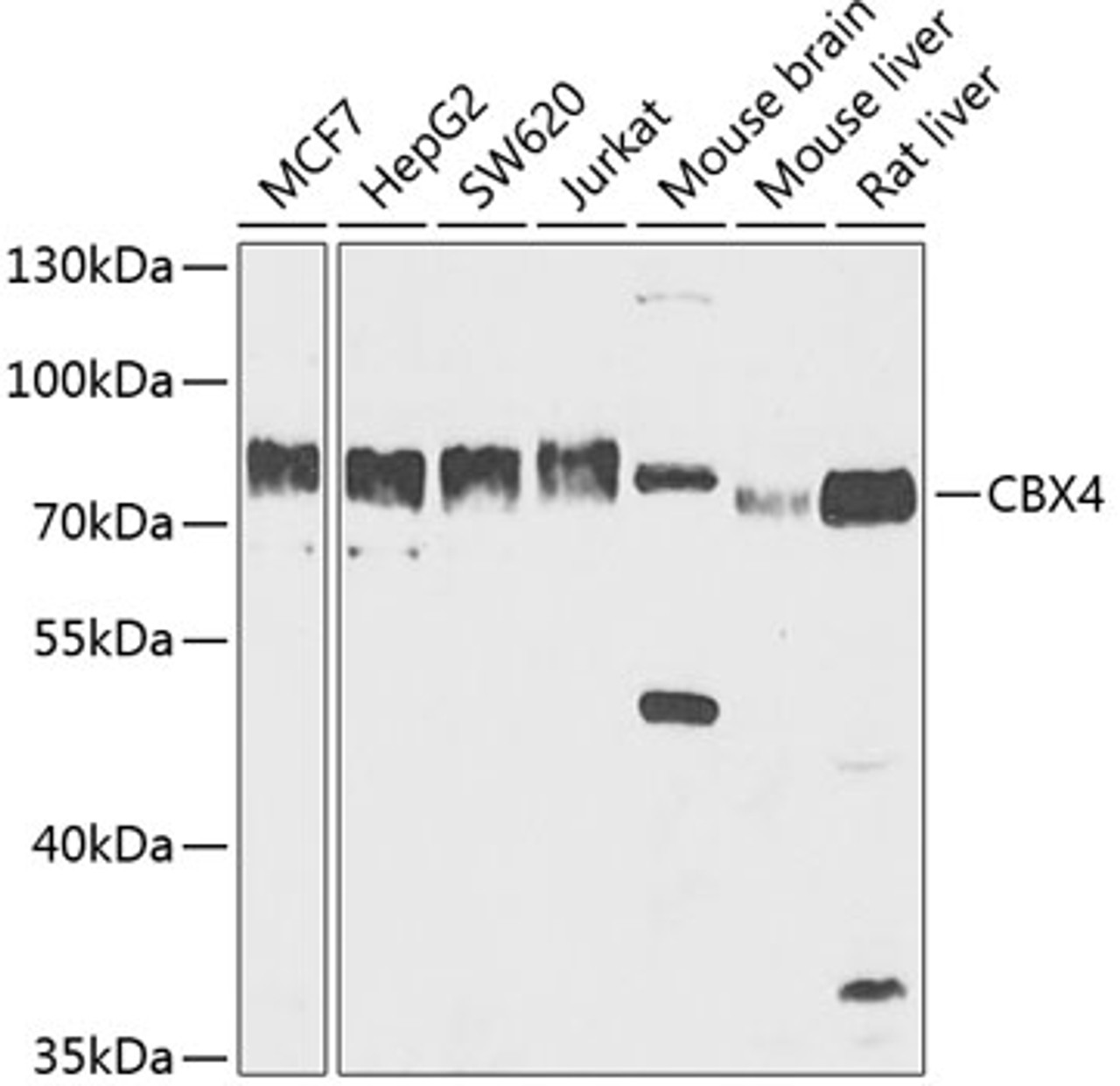 Western blot analysis of extracts of various cell lines, using CBX4 antibody (19-713) at 1:1000 dilution.<br/>Secondary antibody: HRP Goat Anti-Rabbit IgG (H+L) at 1:10000 dilution.<br/>Lysates/proteins: 25ug per lane.<br/>Blocking buffer: 3% nonfat dry milk in TBST.<br/>Detection: ECL Basic Kit.<br/>Exposure time: 60s.