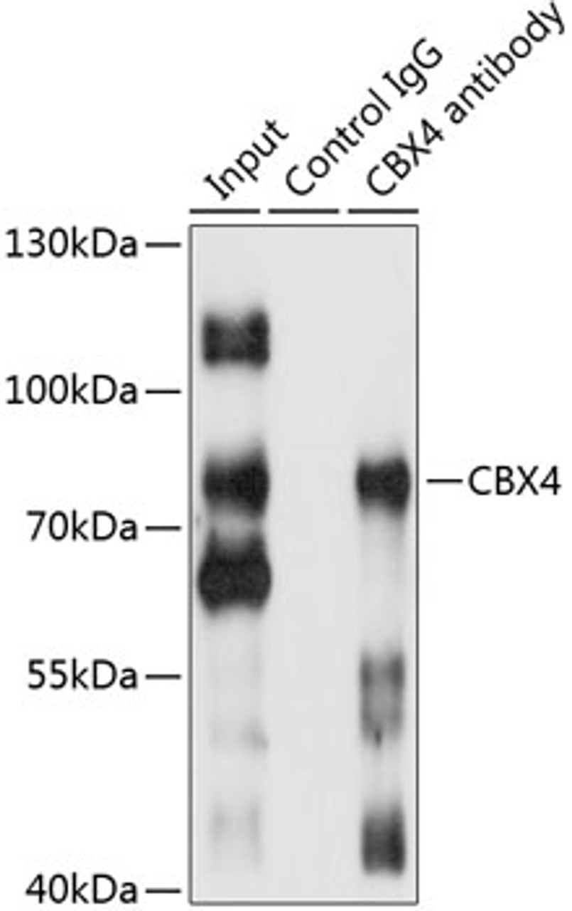 Immunoprecipitation analysis of 200ug extracts of HepG2 cells using 1ug CBX4 antibody (19-713) . Western blot was performed from the immunoprecipitate using CBX4 antibody (19-713) at a dilition of 1:500.