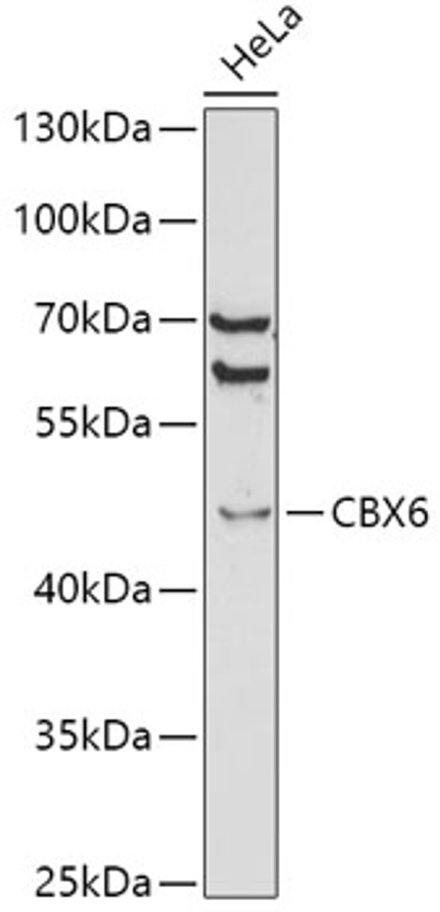 Western blot analysis of extracts of HeLa cells, using CBX6 antibody (19-714) at 1:1000 dilution.<br/>Secondary antibody: HRP Goat Anti-Rabbit IgG (H+L) at 1:10000 dilution.<br/>Lysates/proteins: 25ug per lane.<br/>Blocking buffer: 3% nonfat dry milk in TBST.<br/>Detection: ECL Basic Kit.<br/>Exposure time: 180s.