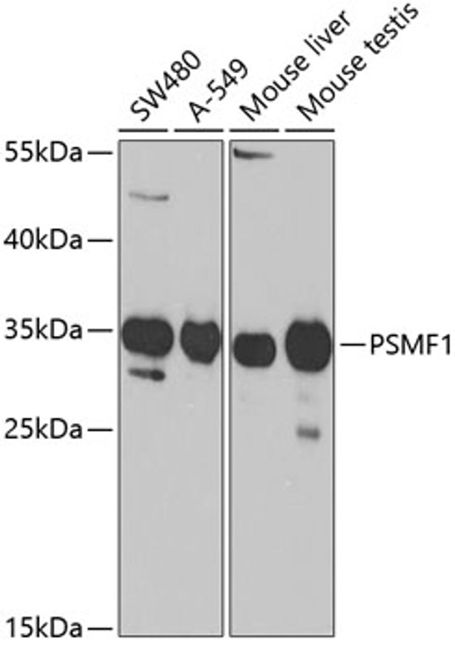 Western blot analysis of extracts of various cell lines, using PSMF1 Antibody (19-728) at 1:1000 dilution.<br/>Secondary antibody: HRP Goat Anti-Rabbit IgG (H+L) at 1:10000 dilution.<br/>Lysates/proteins: 25ug per lane.<br/>Blocking buffer: 3% nonfat dry milk in TBST.<br/>Detection: ECL Basic Kit.<br/>Exposure time: 90s.