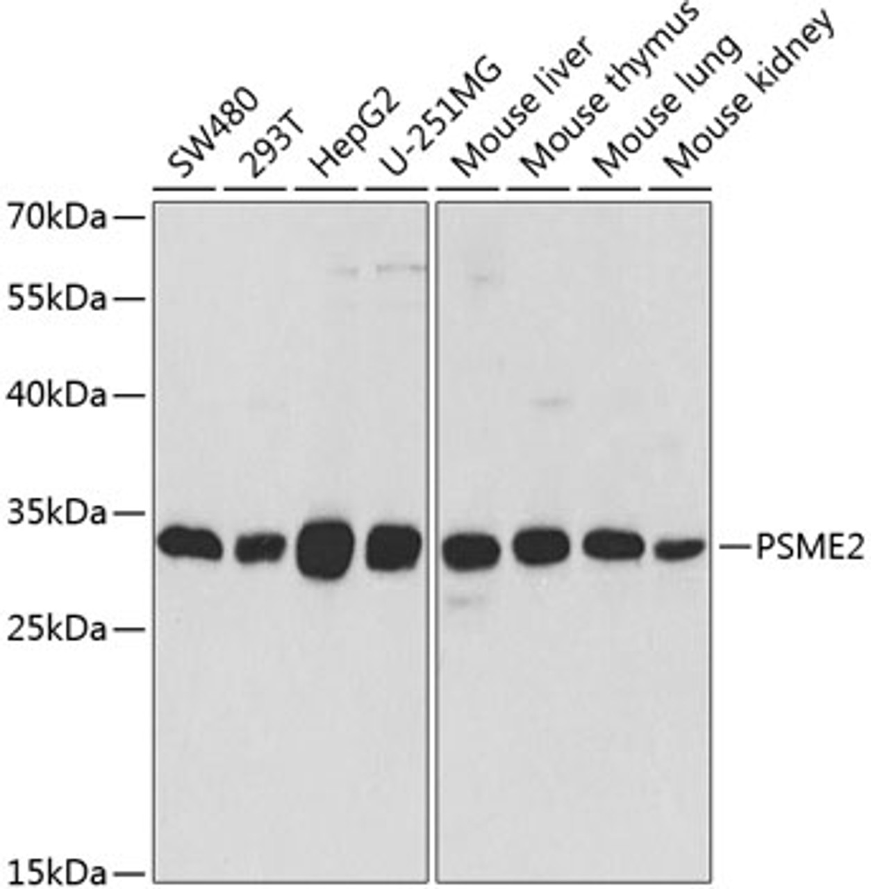 Western blot analysis of extracts of various cell lines, using PSME2 antibody (19-734) at 1:1000 dilution.<br/>Secondary antibody: HRP Goat Anti-Rabbit IgG (H+L) at 1:10000 dilution.<br/>Lysates/proteins: 25ug per lane.<br/>Blocking buffer: 3% nonfat dry milk in TBST.<br/>Detection: ECL Basic Kit.<br/>Exposure time: 90s.