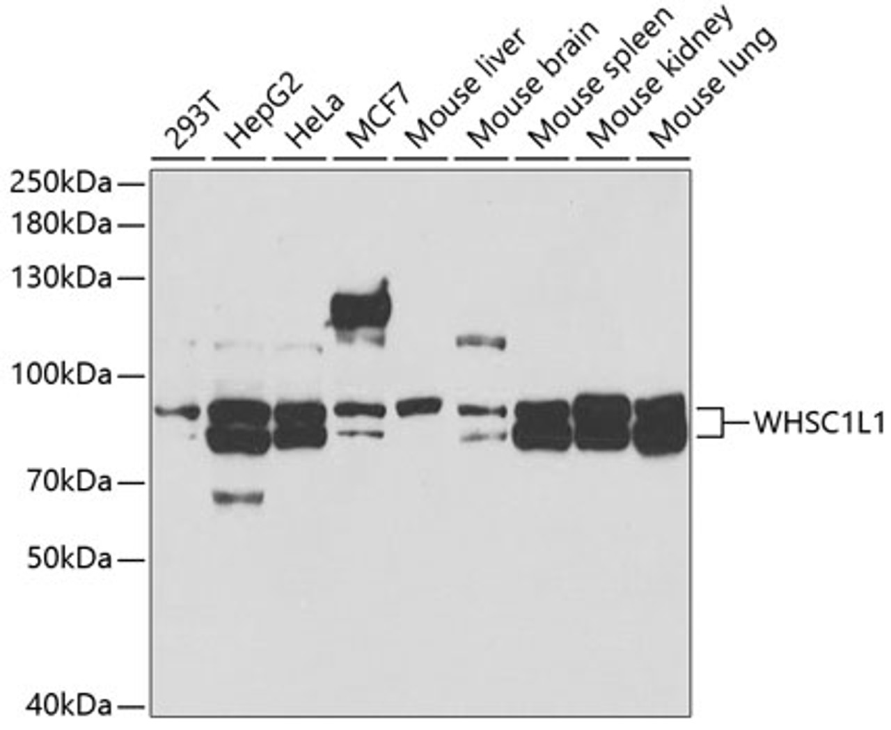 Western blot analysis of extracts of various cell lines, using WHSC1L1 antibody (19-743) at 1:1000 dilution.<br/>Secondary antibody: HRP Goat Anti-Rabbit IgG (H+L) at 1:10000 dilution.<br/>Lysates/proteins: 25ug per lane.<br/>Blocking buffer: 3% nonfat dry milk in TBST.<br/>Detection: ECL Basic Kit.<br/>Exposure time: 90s.