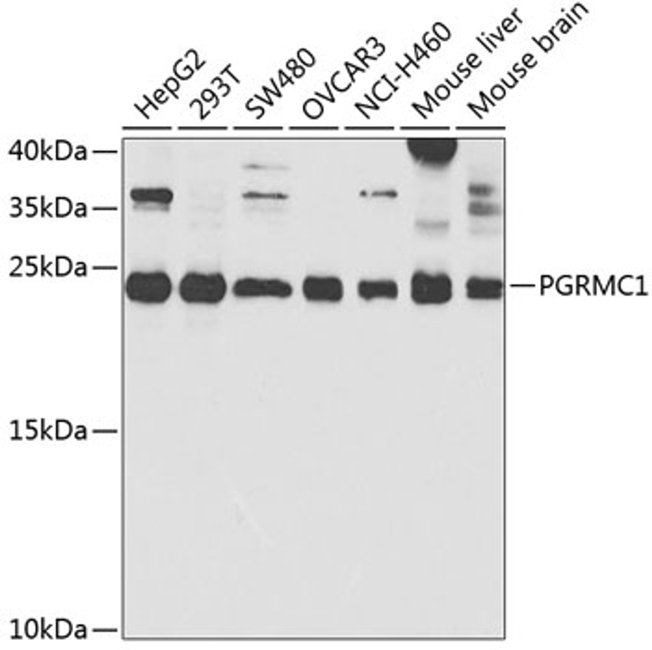 Western blot analysis of extracts of various cell lines, using PGRMC1 antibody (19-760) at 1:1000 dilution.<br/>Secondary antibody: HRP Goat Anti-Rabbit IgG (H+L) at 1:10000 dilution.<br/>Lysates/proteins: 25ug per lane.<br/>Blocking buffer: 3% nonfat dry milk in TBST.<br/>Detection: ECL Enhanced Kit.<br/>Exposure time: 90s.