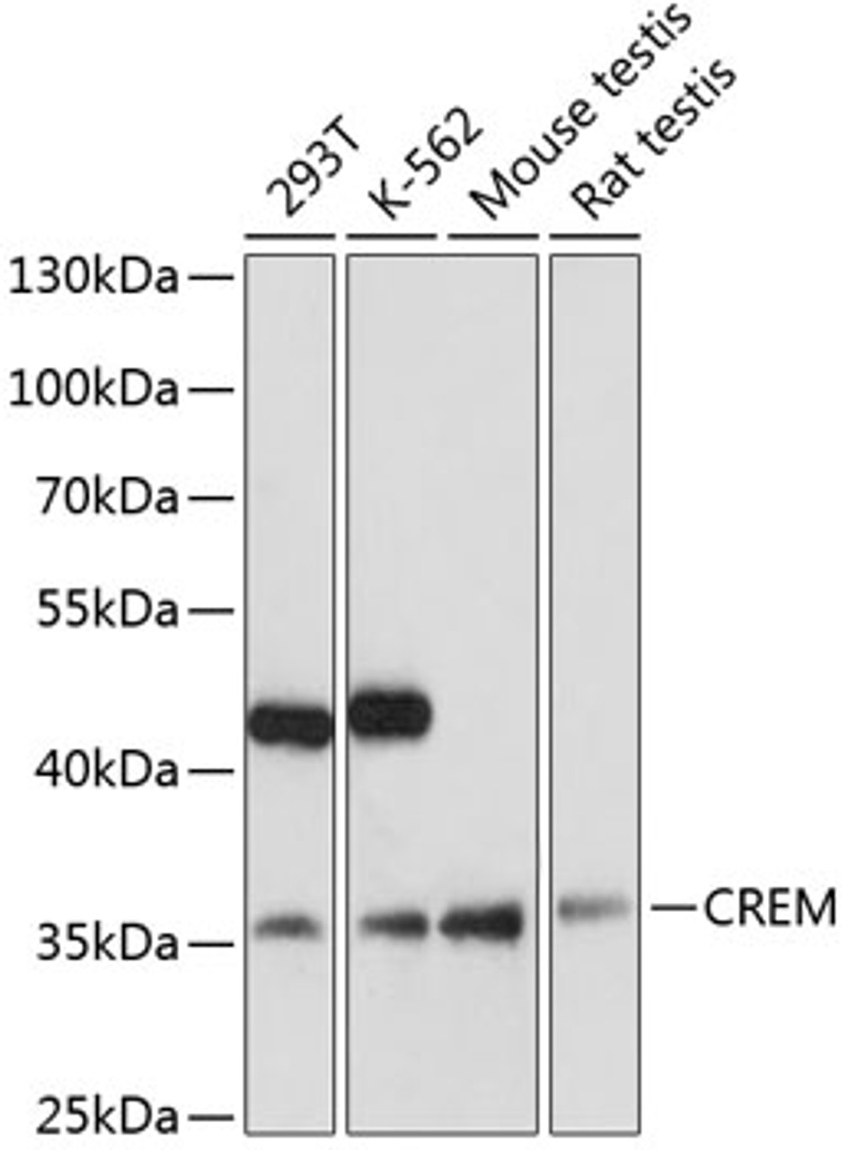 Western blot analysis of extracts of various cell lines, using CREM antibody (19-762) at 1:3000 dilution.<br/>Secondary antibody: HRP Goat Anti-Rabbit IgG (H+L) at 1:10000 dilution.<br/>Lysates/proteins: 25ug per lane.<br/>Blocking buffer: 3% nonfat dry milk in TBST.<br/>Detection: ECL Basic Kit.<br/>Exposure time: 180s.