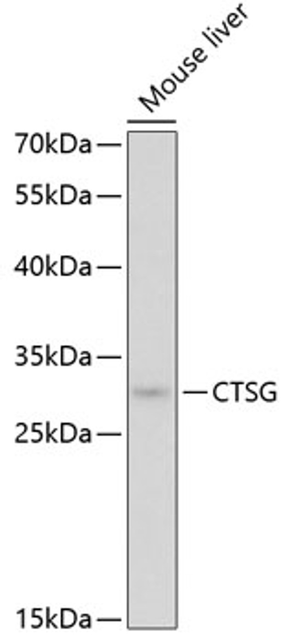 Western blot analysis of extracts of mouse liver, using CTSG antibody (19-769) at 1:1000 dilution.<br/>Secondary antibody: HRP Goat Anti-Rabbit IgG (H+L) at 1:10000 dilution.<br/>Lysates/proteins: 25ug per lane.<br/>Blocking buffer: 3% nonfat dry milk in TBST.<br/>Detection: ECL Basic Kit.<br/>Exposure time: 90s.