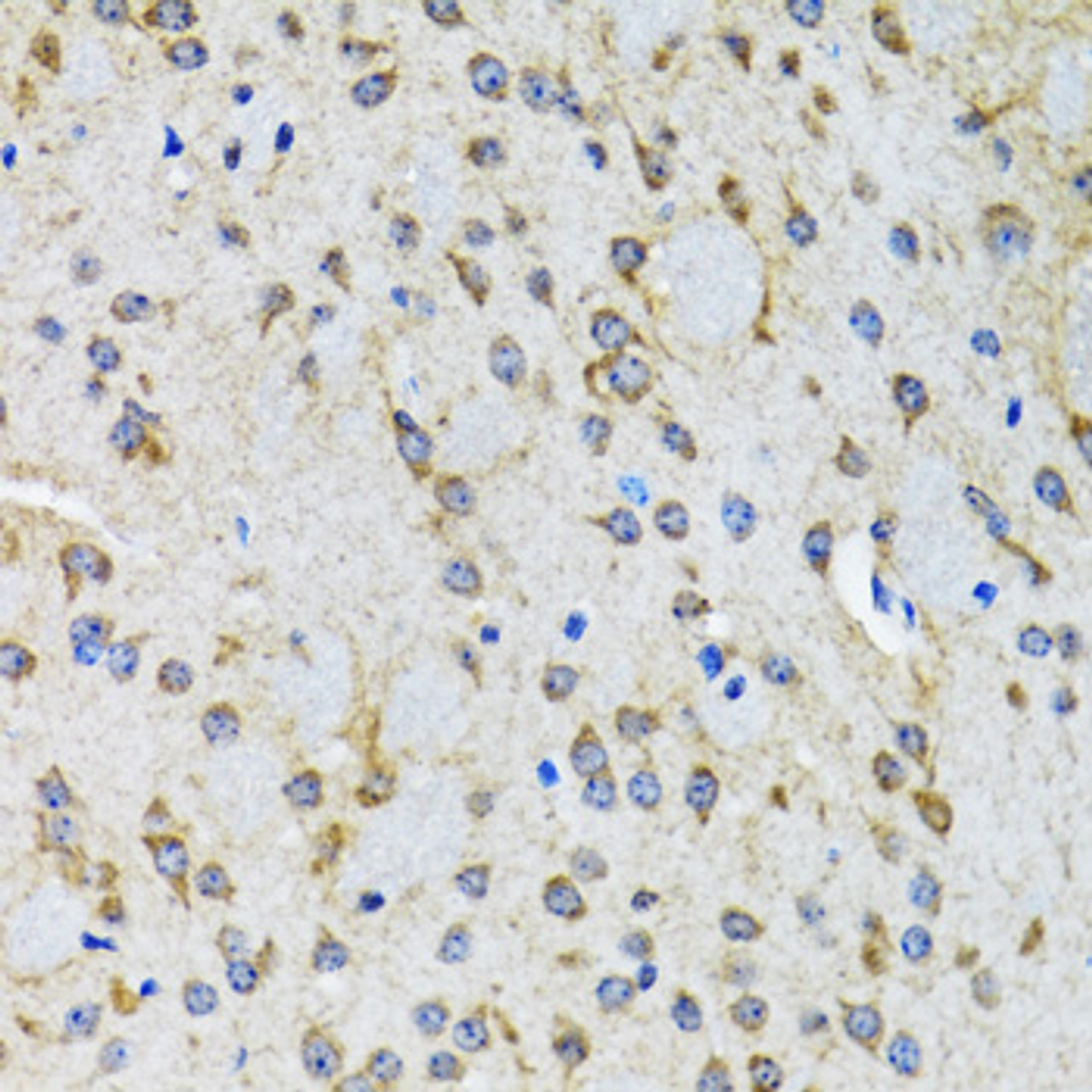 Immunohistochemistry of paraffin-embedded rat brain using HTR2B antibody (19-784) at dilution of 1:100 (40x lens) .